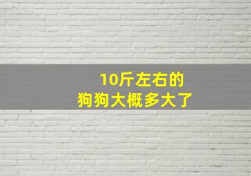 10斤左右的狗狗大概多大了