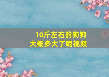 10斤左右的狗狗大概多大了呢视频