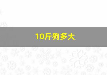 10斤狗多大