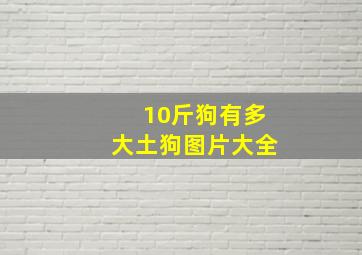 10斤狗有多大土狗图片大全