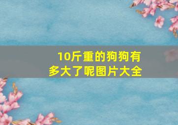 10斤重的狗狗有多大了呢图片大全