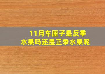 11月车厘子是反季水果吗还是正季水果呢