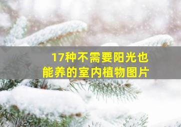 17种不需要阳光也能养的室内植物图片