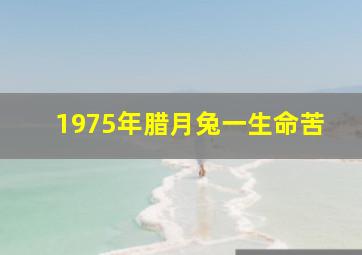 1975年腊月兔一生命苦