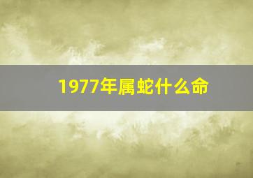 1977年属蛇什么命