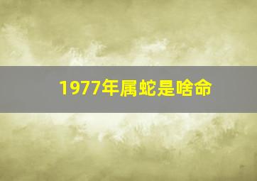 1977年属蛇是啥命