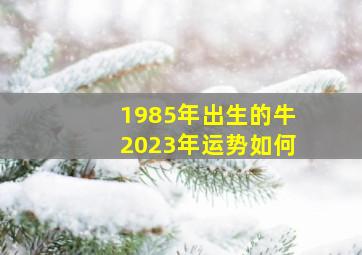 1985年出生的牛2023年运势如何