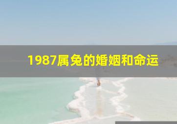 1987属兔的婚姻和命运