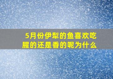 5月份伊犁的鱼喜欢吃腥的还是香的呢为什么