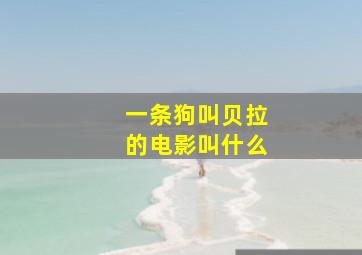 一条狗叫贝拉的电影叫什么