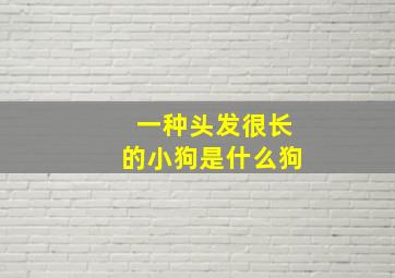 一种头发很长的小狗是什么狗