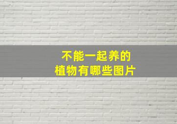 不能一起养的植物有哪些图片