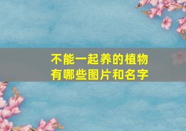 不能一起养的植物有哪些图片和名字