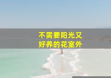 不需要阳光又好养的花室外