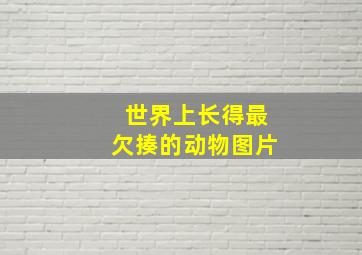 世界上长得最欠揍的动物图片