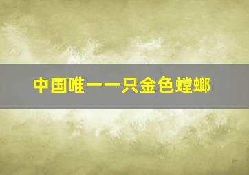 中国唯一一只金色螳螂