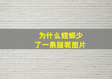 为什么螳螂少了一条腿呢图片