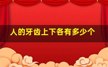 人的牙齿上下各有多少个