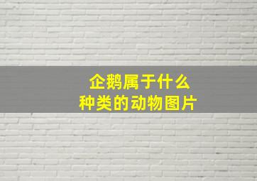 企鹅属于什么种类的动物图片