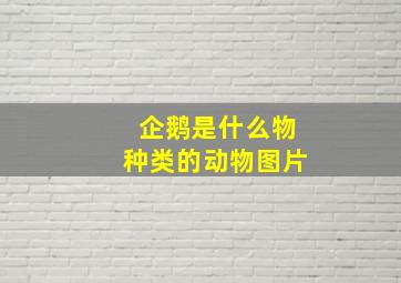 企鹅是什么物种类的动物图片