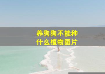 养狗狗不能种什么植物图片