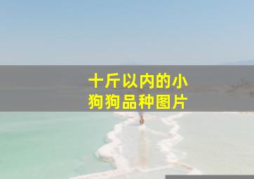 十斤以内的小狗狗品种图片