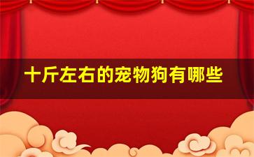 十斤左右的宠物狗有哪些