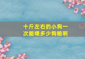 十斤左右的小狗一次能喂多少狗粮啊