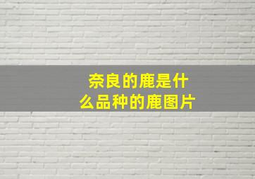 奈良的鹿是什么品种的鹿图片