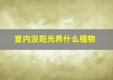 室内没阳光养什么植物