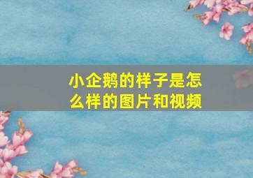 小企鹅的样子是怎么样的图片和视频