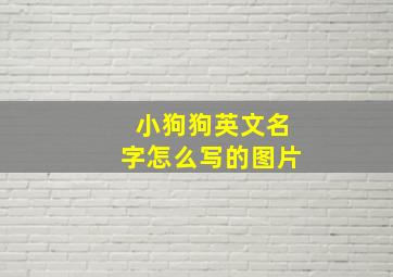 小狗狗英文名字怎么写的图片