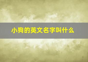 小狗的英文名字叫什么