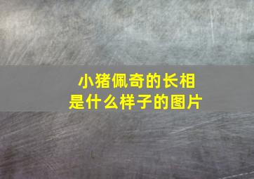 小猪佩奇的长相是什么样子的图片