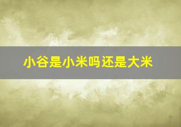 小谷是小米吗还是大米