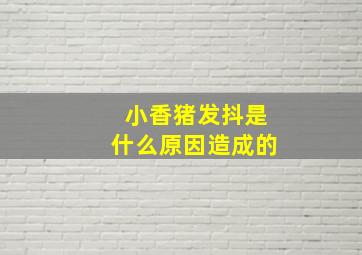 小香猪发抖是什么原因造成的