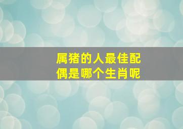 属猪的人最佳配偶是哪个生肖呢