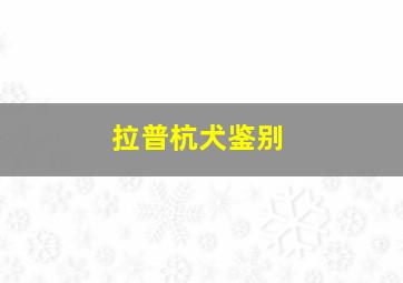 拉普杭犬鉴别