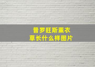 普罗旺斯薰衣草长什么样图片