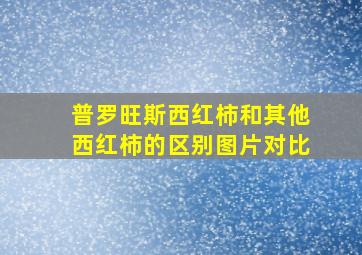 普罗旺斯西红柿和其他西红柿的区别图片对比