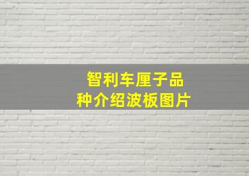 智利车厘子品种介绍波板图片