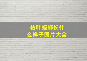 枯叶螳螂长什么样子图片大全