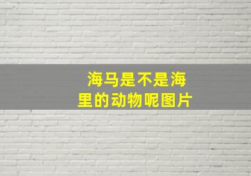 海马是不是海里的动物呢图片