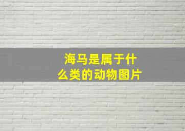 海马是属于什么类的动物图片