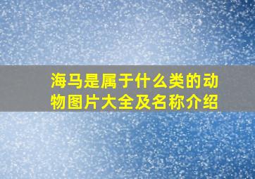 海马是属于什么类的动物图片大全及名称介绍