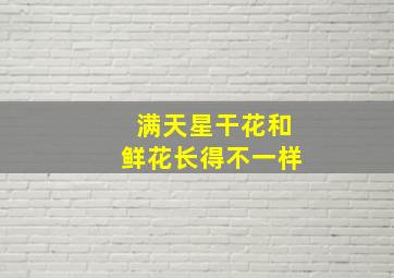 满天星干花和鲜花长得不一样