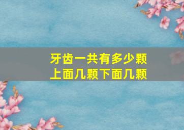 牙齿一共有多少颗上面几颗下面几颗