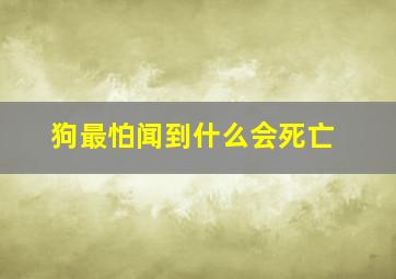 狗最怕闻到什么会死亡