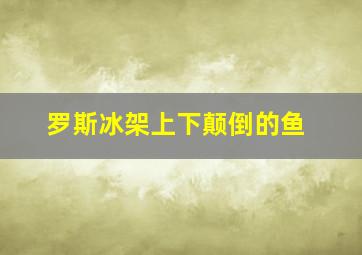 罗斯冰架上下颠倒的鱼