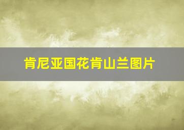 肯尼亚国花肯山兰图片